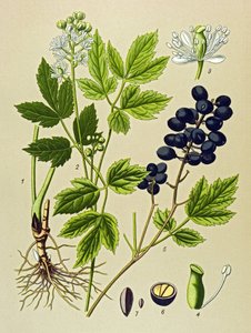 Botanische Tafel, giftige und medizinische Pflanze: Sommer-Adonisröschen (Adonis aestivalis)