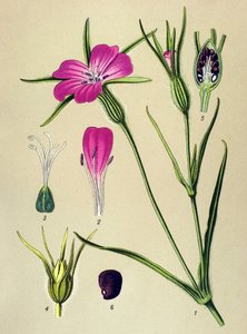 Botanische Tafel, giftige Pflanze: Kornrade (Agrostemma githago) von Unbekannter Künstler