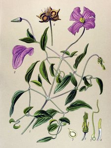 Botanische Tafel. Giftige Pflanze: Waldrebe (Clematis viticella) von Unbekannter Künstler