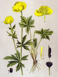 Botanische Tafel, giftige Pflanze: Trollblume (Trollius europaeus) von Unbekannter Künstler