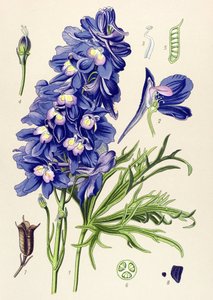 Botanische Tafel, giftige Pflanze: Rittersporn (Delphinium grandiflorum)