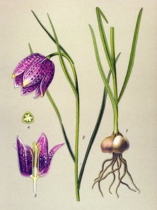 Botanische Tafel, giftige Pflanze: Schachbrettblume (Fritillaria meleagris) von Unbekannter Künstler