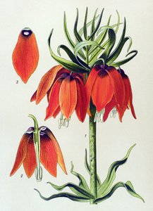 Botanische Tafel, giftige Pflanze: Kaiserkrone (Fritillaria imperialis)