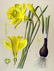Botanische Tafel, giftige Pflanze: Gelbe Narzisse (Narcissus pseudonarcissus)