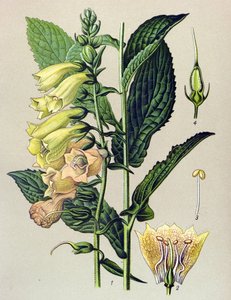 Botanische Tafel, Pflanze: Großblütiger Fingerhut (Digitalis grandiflora) von Unbekannter Künstler