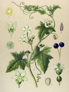 Botanische Tafel, Pflanze: Weiße Zaunrübe (Bryonia alba) von Unbekannter Künstler