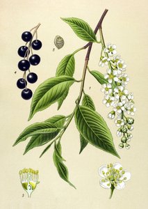 Botanische Tafel, Pflanze: Traubenkirsche (Prunus padus) von Unbekannter Künstler
