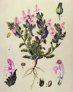 Botanische Tafel, Pflanze: Wald-Läusekraut (Pedicularis sylvatica)