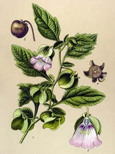 Botanische Tafel, Pflanze: Peruanische Birne oder Peruanischer Apfel (Nicandra physaloides) von Unbekannter Künstler