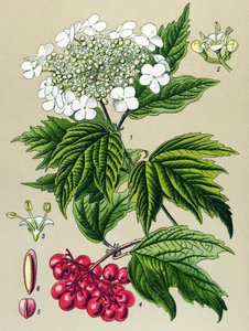 Botanische Tafel, Pflanze: Gemeiner Schneeball (Viburnum opulus)
