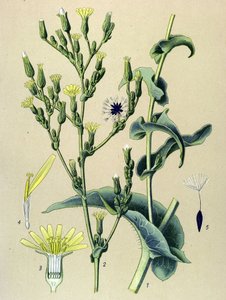 Botanische Tafel, Pflanze: Wilder Lattich (Lactuca virosa)