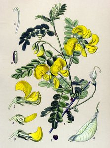 Botanische Tafel, Pflanze: Blasenstrauch (Colutea arborescens) von Unbekannter Künstler