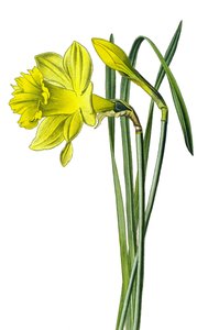 Botanische Tafel, Pflanze: Gelbe Narzisse (Narcissus pseudonarcissus)