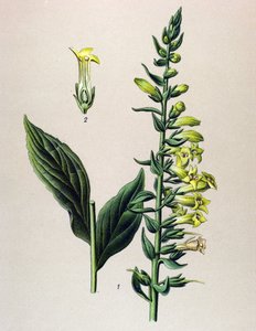 Botanische Tafel, Pflanze: Gelber Fingerhut (Digitalis lutea) von Unbekannter Künstler