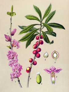 Botanische Tafel, giftige und medizinische Pflanze: Seidelbast (Daphne Mezereum) von Unbekannter Künstler