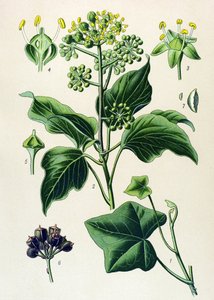 Botanische Tafel, giftige und Heilpflanze: Kletterefeu oder Gemeiner Efeu (Hedera helix)
