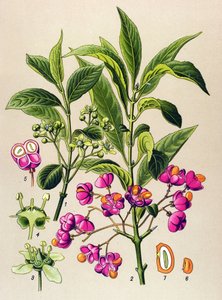 Botanische Tafel, giftige Pflanze: Europäisches Pfaffenhütchen (Euonymus europaeus) von Unbekannter Künstler