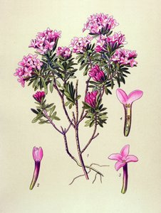Botanische Tafel, giftige Pflanze: Seidelbast (Daphne cneorum)