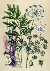 Botanische Tafel, giftige und medizinische Pflanze: Wasserschierling (Cicuta virosa) von Unbekannter Künstler