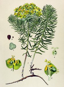 Botanische Tafel, giftige und medizinische Pflanze: Zypressen-Wolfsmilch (Euphorbia cyparissias)