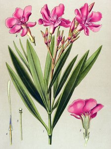 Botanische Tafel, giftige und medizinische Pflanze: Oleander (Nerium oleander) von Unbekannter Künstler