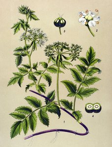 Botanische Tafel, giftige Pflanze: Berle (Berula angustifolia)