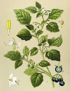 Botanische Tafel, giftige Pflanze: Schwarzer Nachtschatten (Solanum nigrum)