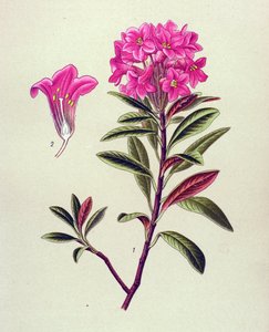 Botanische Tafel, giftige Pflanze: Rostroter Rhododendron (Rhododendron ferrugineum) von Unbekannter Künstler