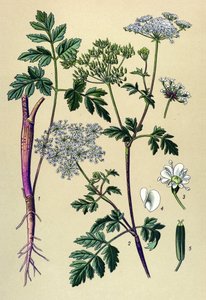 Botanische Tafel, giftige Pflanze: Taumel-Kälberkropf (Chaerophyllum temulum)