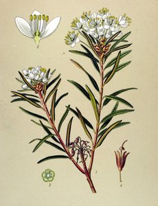 Botanische Tafel, giftige Pflanze: Sumpfporst (Ledum palustre) von Unbekannter Künstler