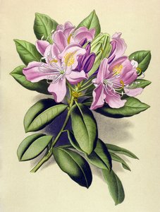 Botanische Tafel, giftige Pflanze: Pontischer Rhododendron (Rhododendron ponticum)