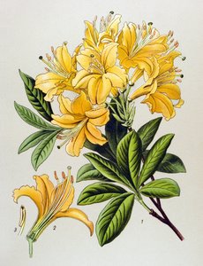 Botanische Tafel, giftige Pflanze: Gelbe Azalee (Rhododendron luteum) von Unbekannter Künstler