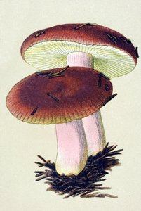 Botanische Tafel mit giftigem Pilz: Brechreizender Täubling (Russula emetica)