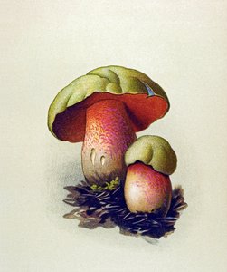 Botanische Tafel mit giftigem Pilz: Wolfs-Röhrling (Boletus lupinus)