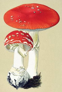 Botanische Tafel mit giftigem Pilz: Fliegenpilz (Amanita muscaria) von Unbekannter Künstler