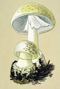 Botanische Tafel mit giftigem Pilz: Knollenblätterpilz (Amanita phalloides)