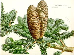 Botanische Illustration Abies numidica