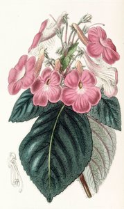 Botanische Illustration Achimenes grandiflora von Unbekannt