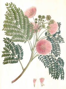 Botanische Illustration Albizia julibrissin Seidenbaum