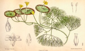 Botanische Illustration/Cabomba aquatica von Unbekannt