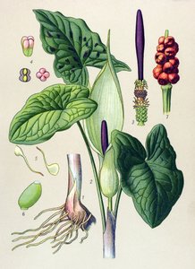 Botanische Tafel. Giftige und Heilpflanze: Gefleckter Aronstab (Arum maculatum)