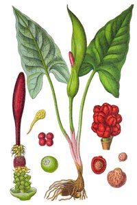 Botanische Tafel: Gefleckter Aronstab (Arum maculatum), eine Heilpflanze, historische Chromolithographie