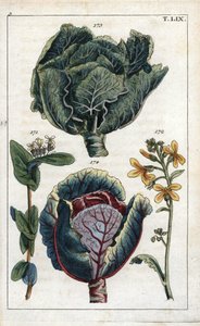Botanik: Kohl, Brassica oleracea capitata, Blüte 172 und Kopf der Blätter 173, Rotkohl, Brassica oleracea rubra von Unbekannter Künstler