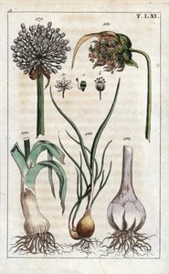 Botanik: Lauch, Knoblauch, Schalotte - Lauch, Allium pollum 179, Knoblauchblüte, Allium sativum 181, Knoblauchknolle 182 und Schalotte, Allium cepa var. aggregatum, ascalonicum