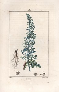 Botris (Chenopodium botrys) - Gravur von Lambert fils, nach einer Zeichnung von Pierre Jean Francois Turpin (1775-1840), aus „La flore medicale, by Chaumeton, Poiret et Chamberet“, Paris 1830 - Jerusalem-Eiche, Dysphania botrys von Unbekannter Künstler