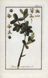 Buchsbaum oder immergrüner Buchsbaum (Buxus sempervirens). Lithographie aus „Afbeelding der Artseny-Gewassen“ von Johannes Zorn (1739-1799), Niederlande von Unbekannter Künstler