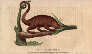 Brasilianisches Stachelschwein (Coendou prehensilis), halb-arborikoles amerikanisches Stachelschwein der tropischen Stämme, dessen Greifschwanz es ihm ermöglicht, auf Bäume zu klettern. Zeichnung von Thomas Pennant (1726-1798). Lithographie in The Naturali von Unbekannter Künstler