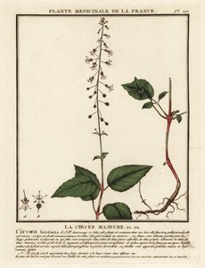 Breitblättriges Hexenkraut, Circaea lutetiana