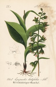 Breitblättrige Epitaktis - Breitblättrige Stendelwurz, Epipactis helleborine (Epipactis latifolia). Handkolorierte Lithographie aus Diederich von Schlechtendals Deutsche Flora (Flora von Deutschland), Jena von Unbekannter Künstler