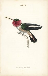 Breitschwanz-Kolibri, Selasphorus platycercus (Dreifarbiger Kolibri, Trochilus tricolor). Handkolorierter Stahlstich von William Lizars aus Sir William Jardines Naturalist